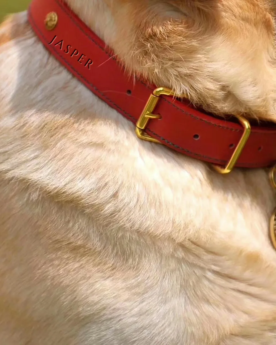 Collier de cuir rouge à boucle laiton, gravé JASPER, au cou d'un chien