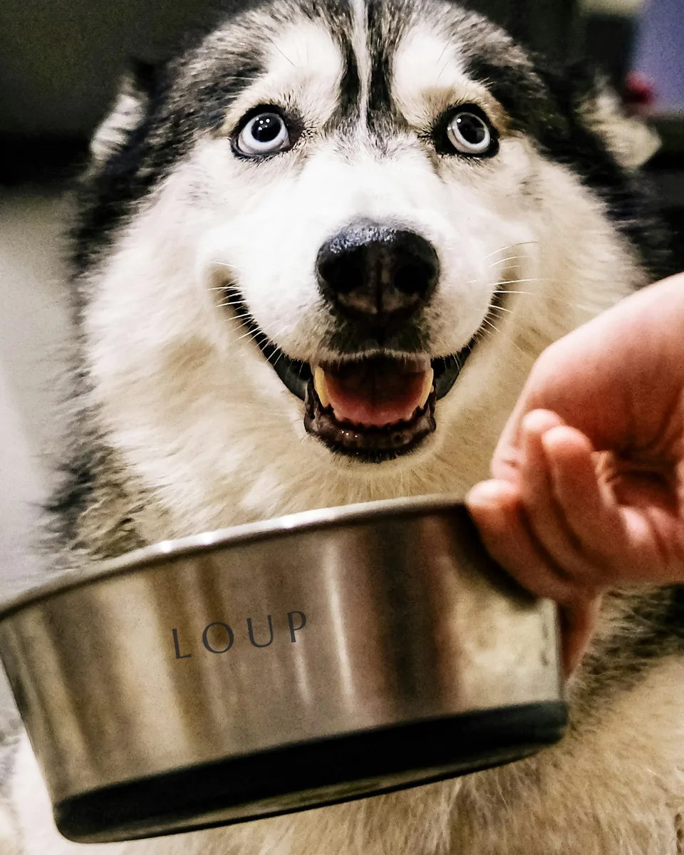 Gamelle en inox gravée LOUP, tendue à un husky
